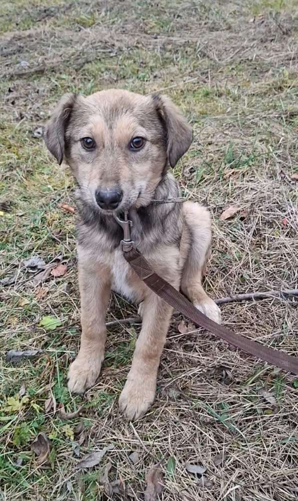 Suchmeldung-Dobby-Profilbild