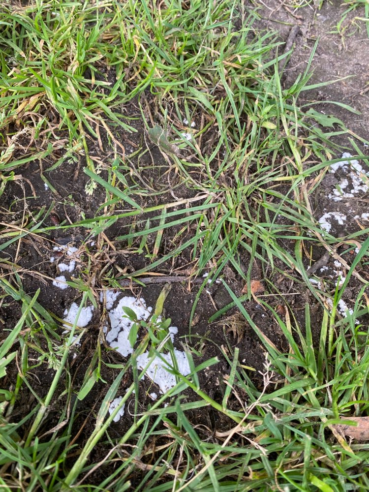 Giftköder-Weißes Pulver auf der Hundewiese-Profilbild