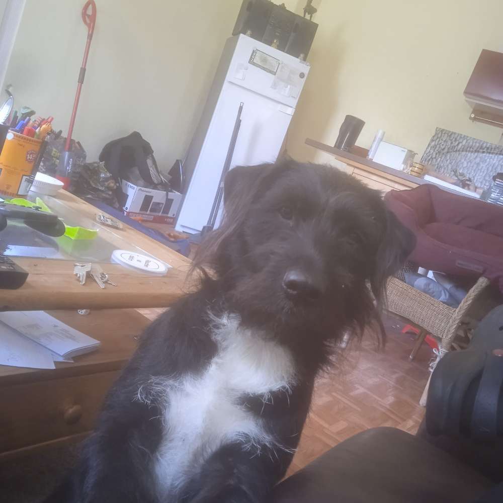 Hundetreffen-Zum Spielen und Tobenl-Profilbild