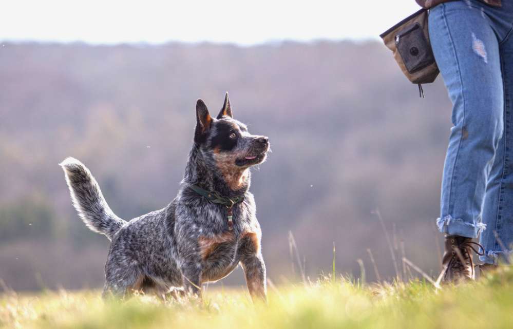 Hundetreffen-Hundetreff/Lerngruppe/Socialwalk-Profilbild