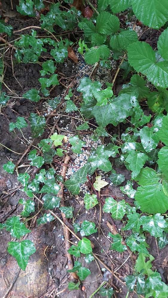 Giftköder-Blaukorn auf dem Waldweg-Profilbild