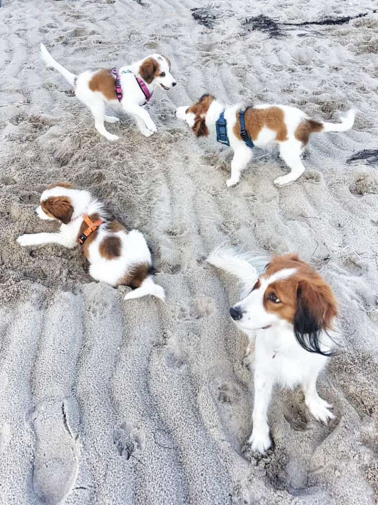 Hundetreffen-Kooikerhondje Treffen jeden Mittwoch-Profilbild