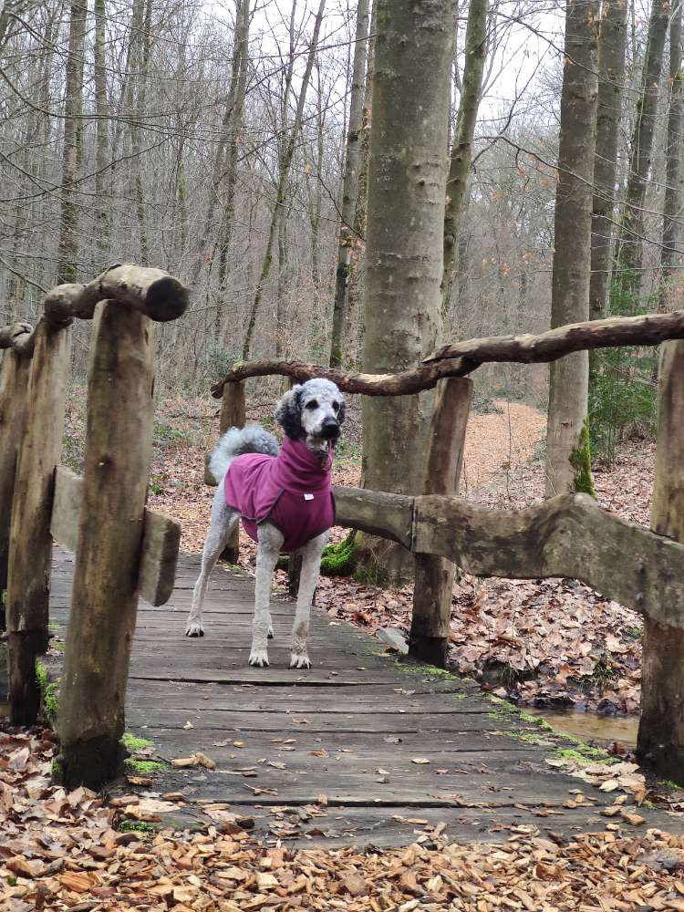 Hundetreffen-Spiel- und/oder Trainingspartner-Profilbild