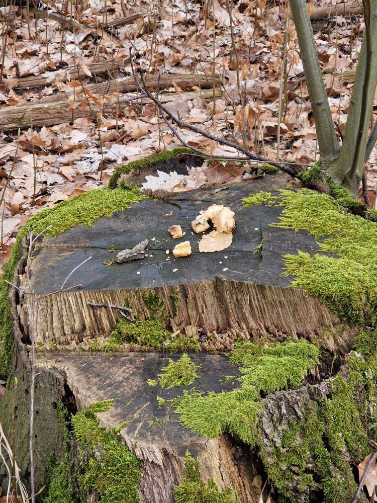 Giftköder-Verdacht auf Giftköder-Profilbild