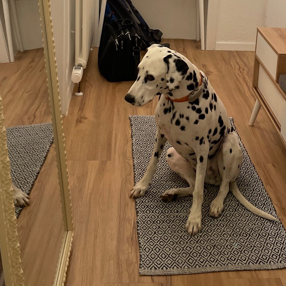 Hundetreffen-Gassitreffen in Korntal, Weilimdorf oder Gerlingen-Profilbild