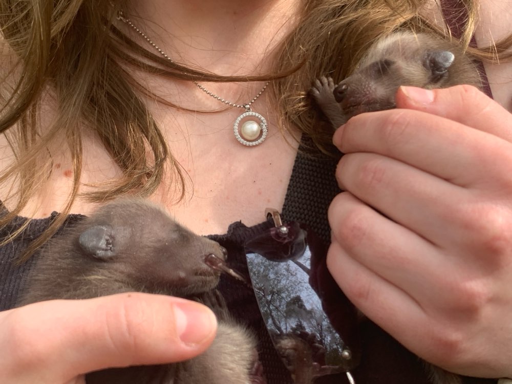 Giftköder-Zwei hundebabys ausgesetzt?-Profilbild