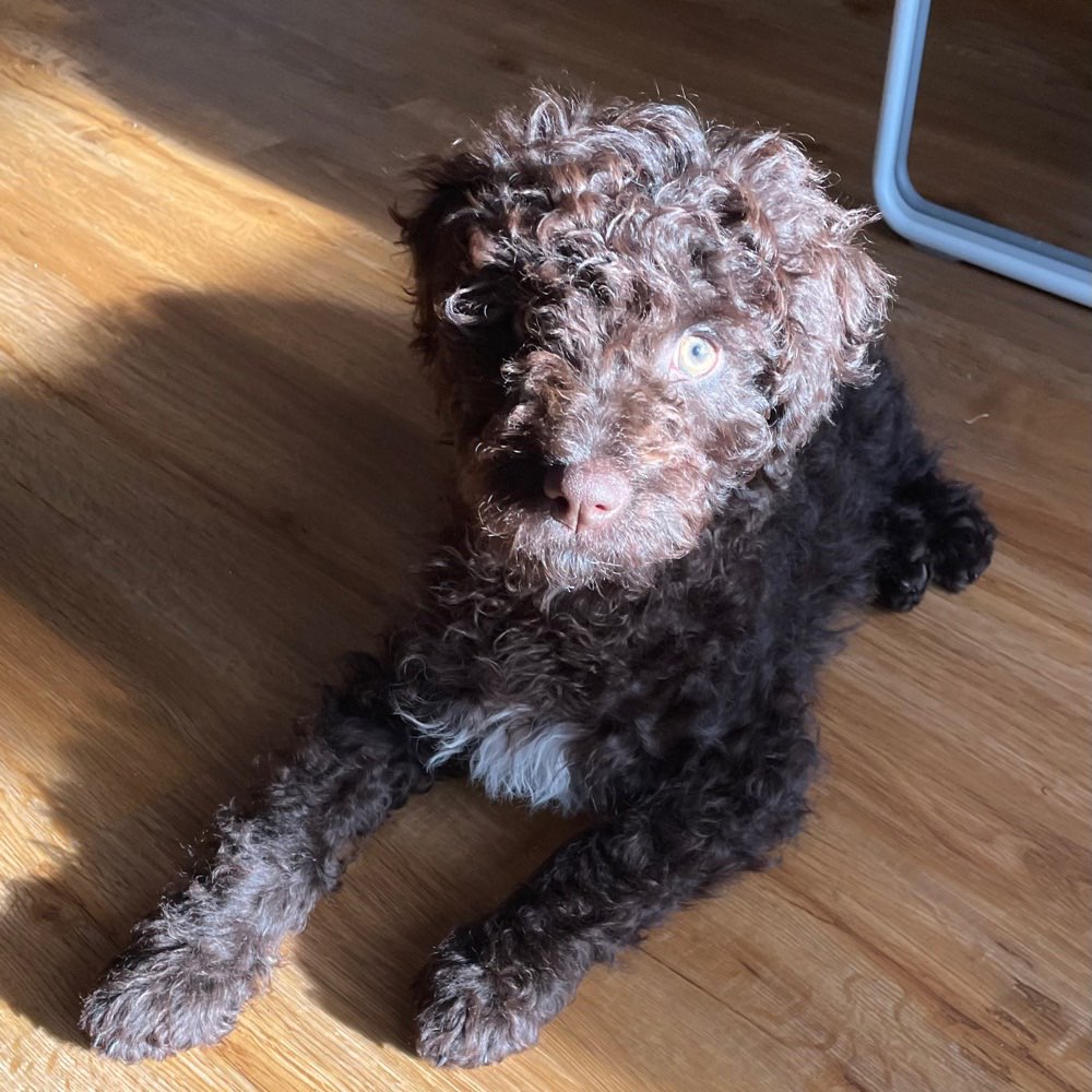 Hundetreffen-Welpen zum Kennenlernen und Spielen!-Profilbild