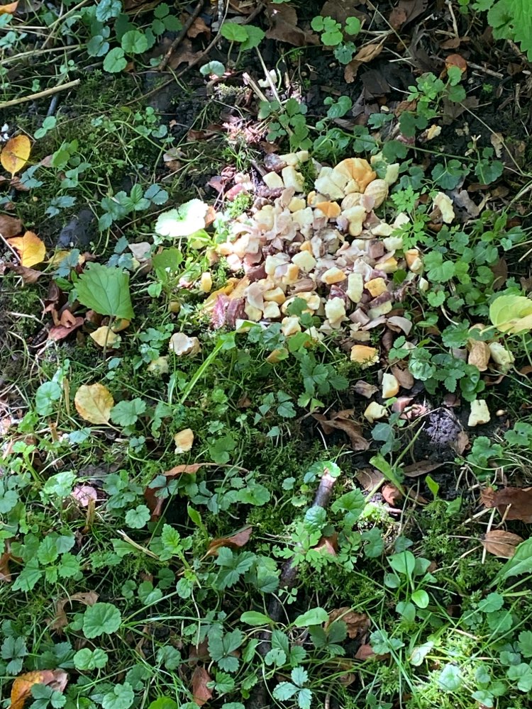 Giftköder-Evtl. Giftköder-Profilbild