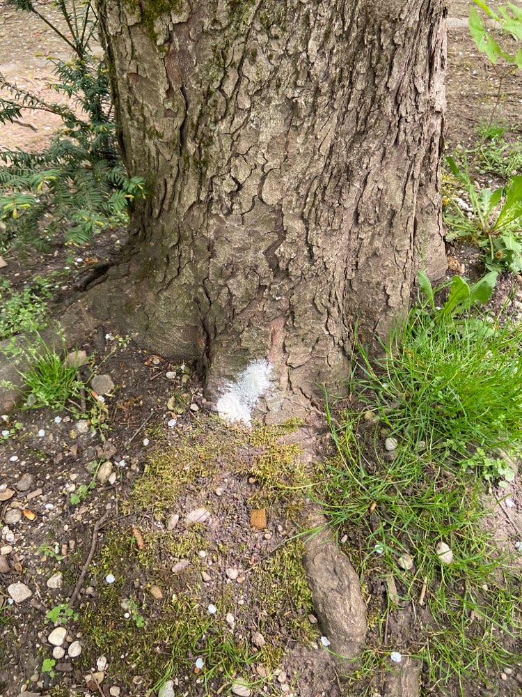 Giftköder-Weißes Pulver im Westpark-Profilbild