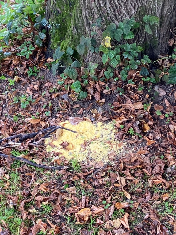 Giftköder-Gelbe Substanz im Westpark-Profilbild