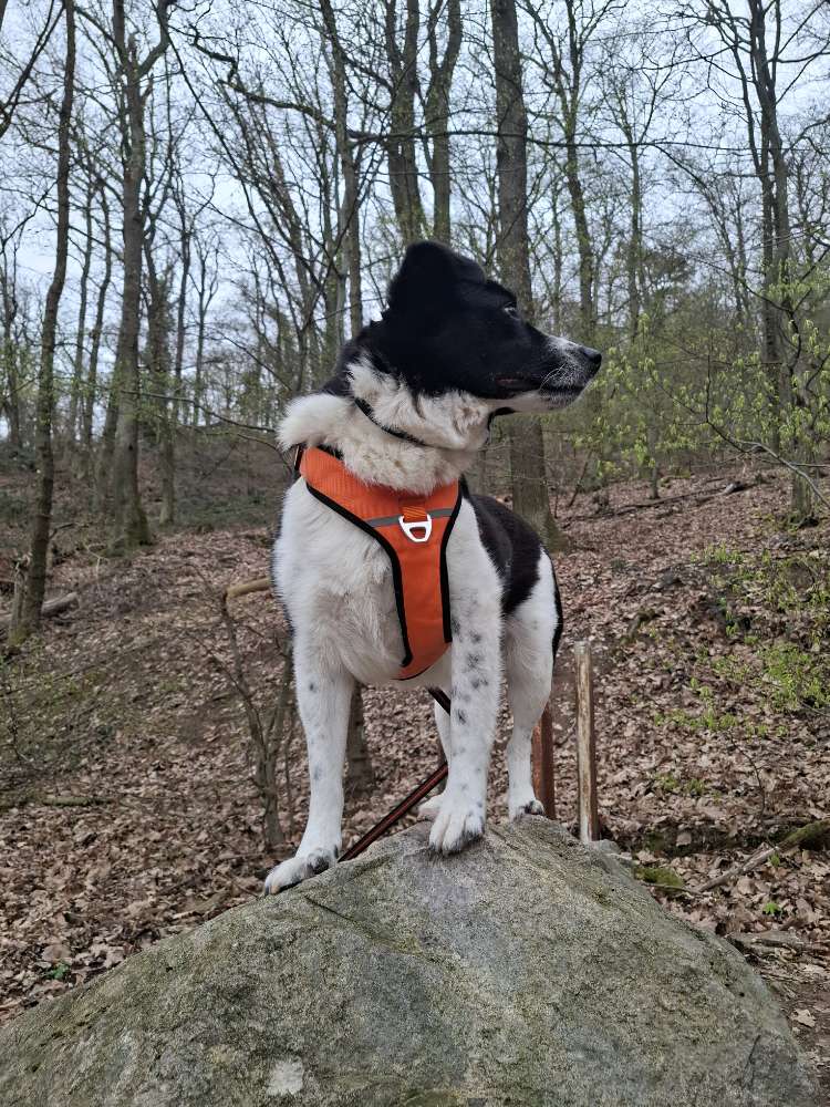 Hundetreffen-Charlie sucht Unterstützung bei Sozialisierung!-Profilbild