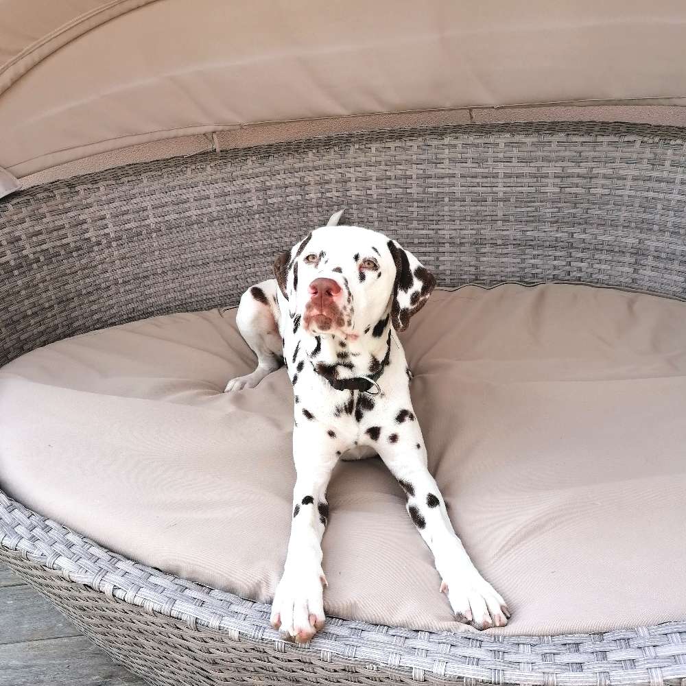 Hundetreffen-Gassi-und Spielpartner geszcht-Profilbild