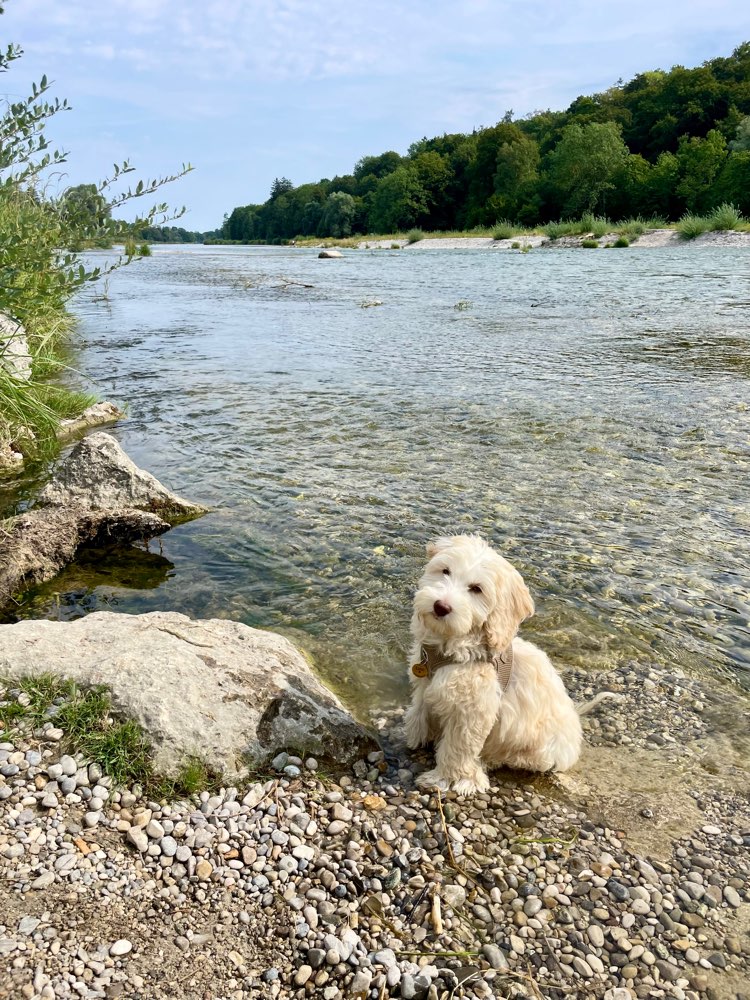 Hundetreffen-Welpen/Junghunde treffen an der südlichen Isar Münchens-Profilbild