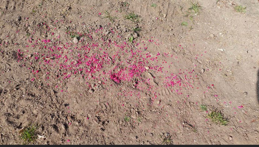 Giftköder-Rattengift-Profilbild