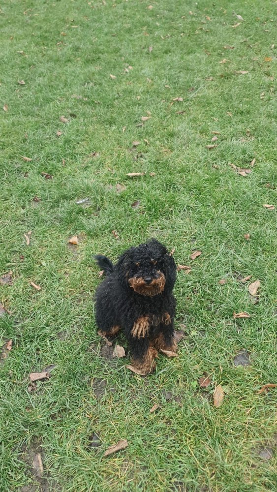 Hundetreffen-Spieltreff mit Cleo (Zwergpudel 7 Monate alt)-Profilbild