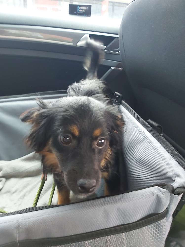 Hundetreffen-Gassirunde in Braunschweig Nordstadt. Erstmal zum üben, da Janosch noch etwas ungestüm ist.-Profilbild
