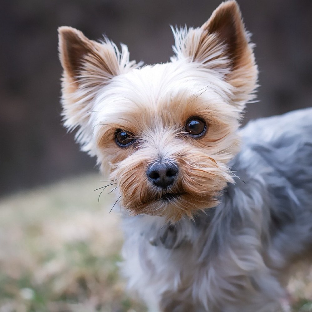 Hundetreffen-Kleinhundtreffen 2.0-Profilbild