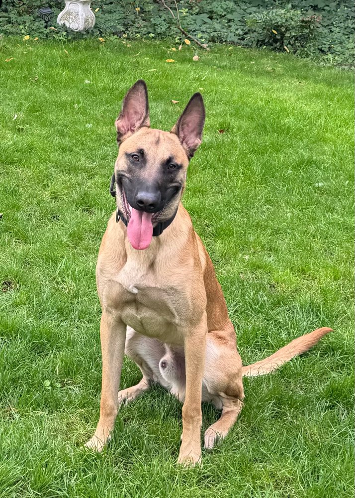 Hundetreffen-Trainingspartner/in mit Hündin gesucht!-Profilbild