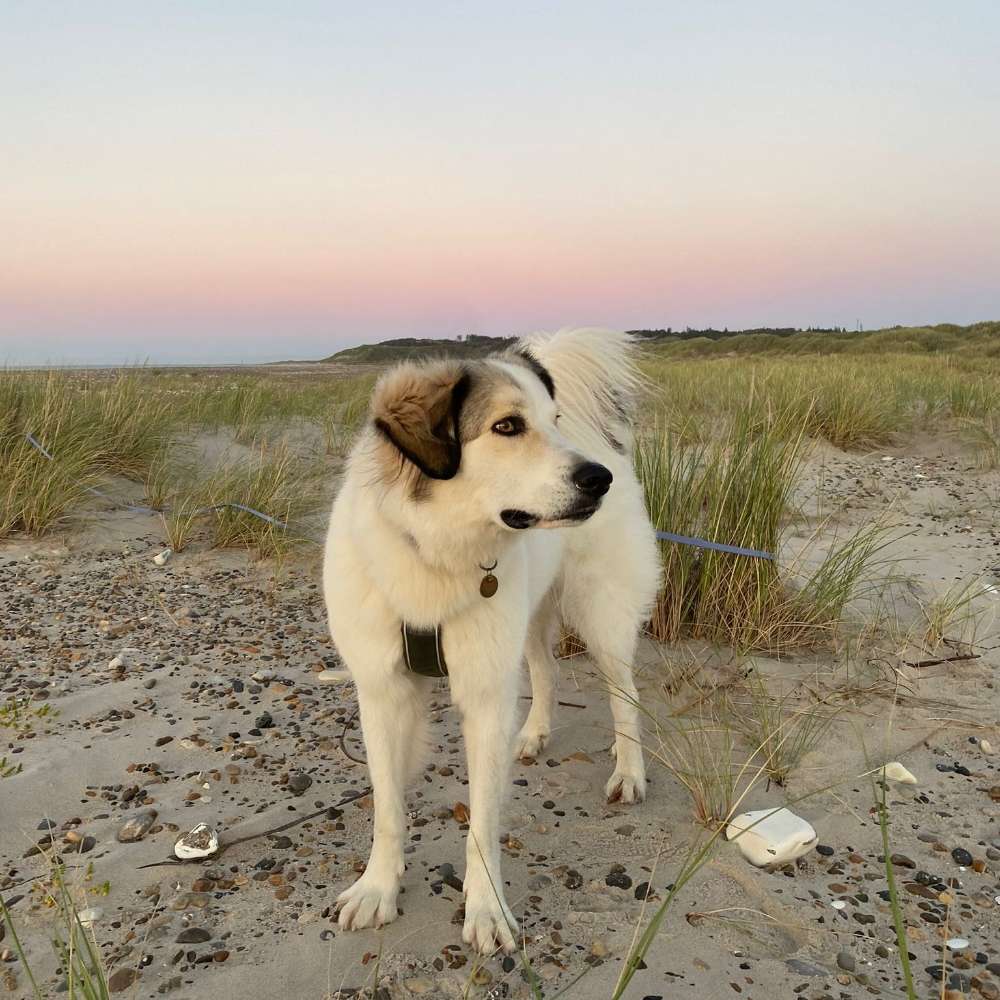 Hundetreffen-Kennenlernspaziergang-Profilbild