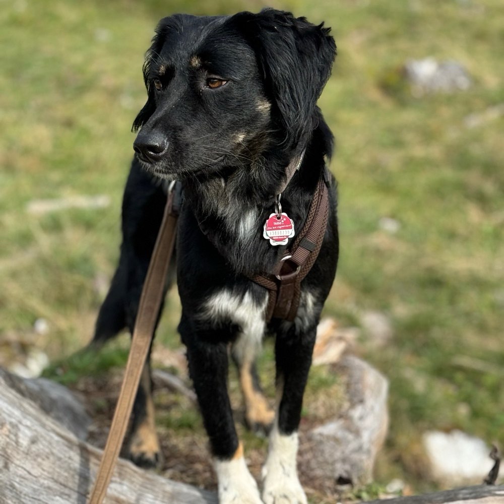 Hundetreffen-Social Walks im Grüneburgpark-Profilbild