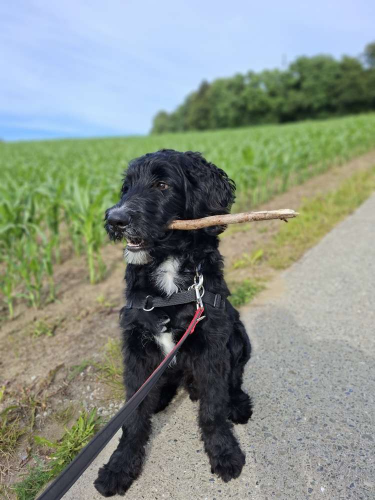 Hundetreffen-Spielen und Hundekontakt-Profilbild