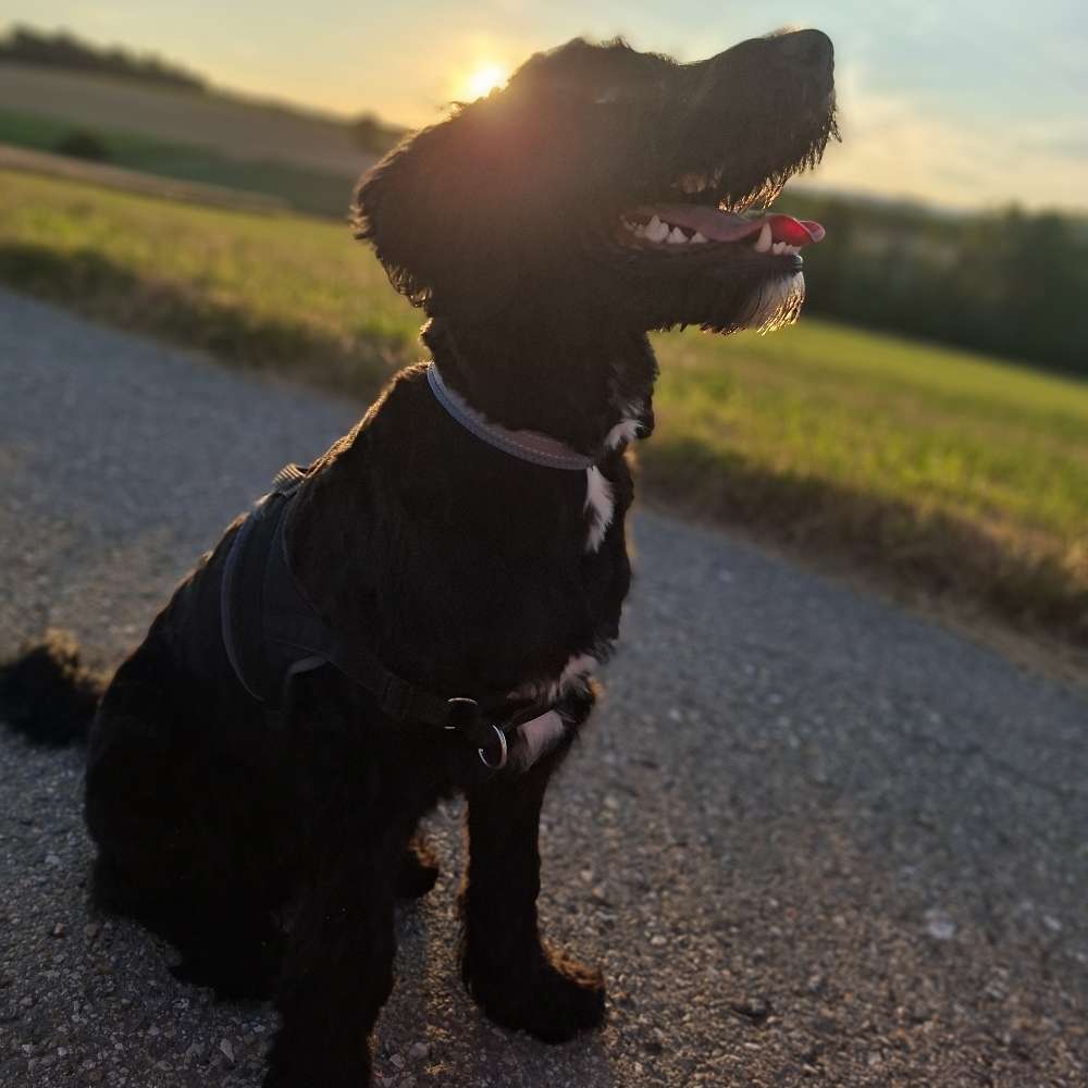 Hundetreffen-Hundebegegnung-Profilbild