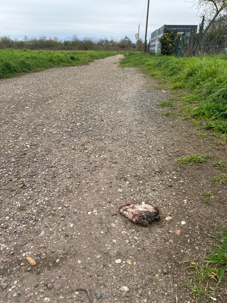 Giftköder-Großes Stück Fleisch am Anfang des Weges-Profilbild