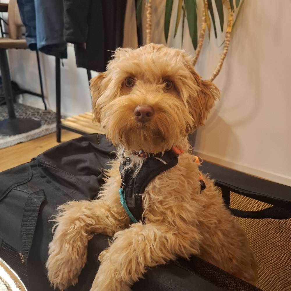 Hundetreffen-Wir suchen neugierige Jundhunde zum Kennenlernen-Profilbild