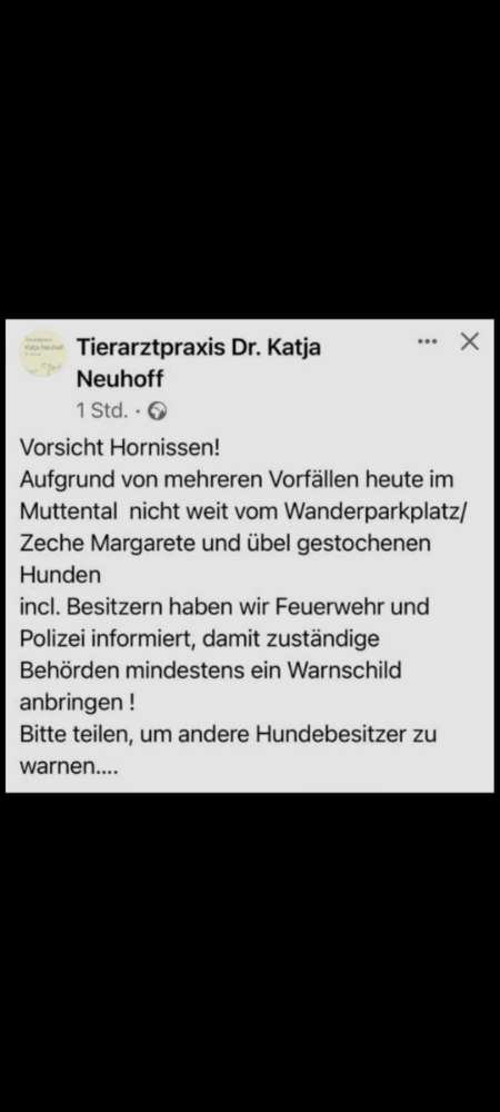 Giftköder-Hornissen im Muttental-Profilbild
