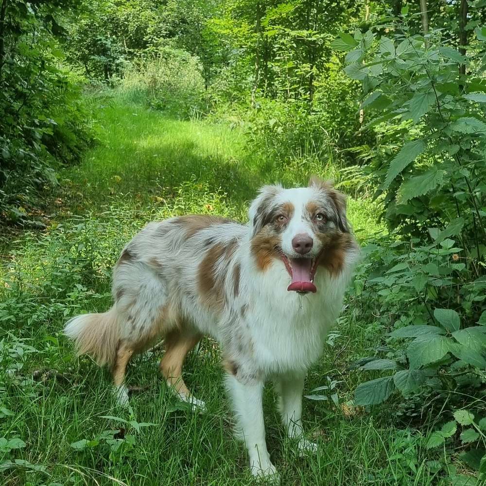 Hundetreffen-Spaziergang ohne Leine-Profilbild