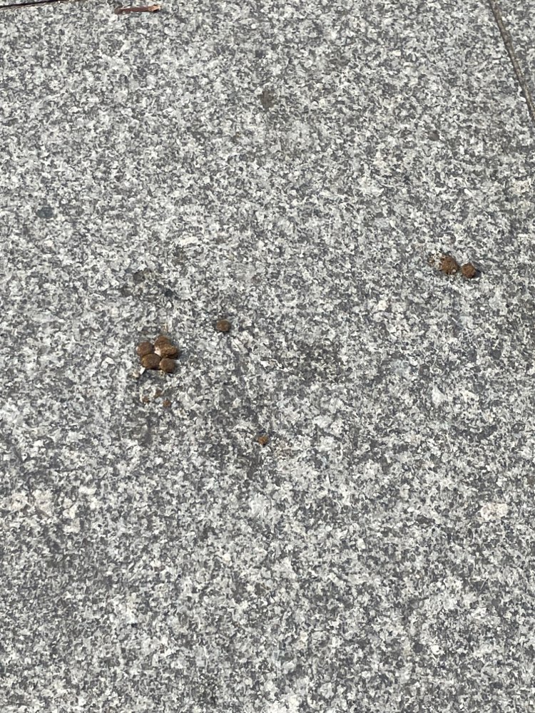 Giftköder-dog food with some white bits-Profilbild