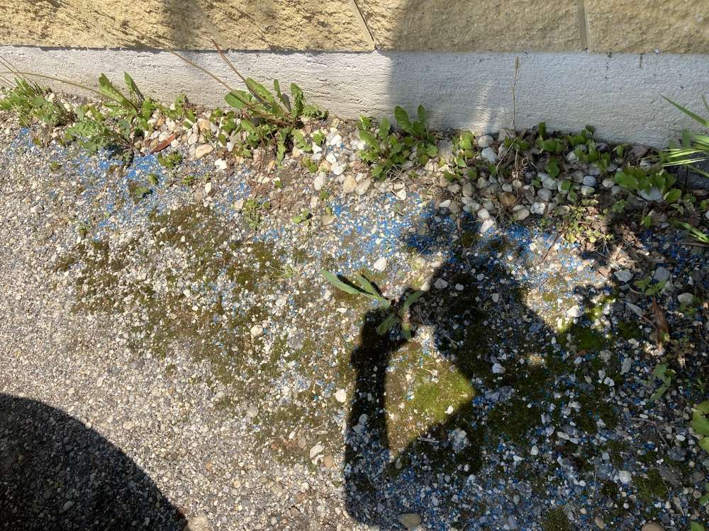 Giftköder-Blau- oder Schneckenkorn am Parkstreifen-Profilbild