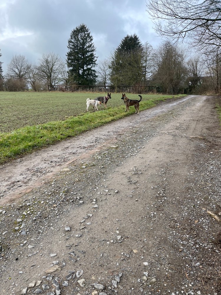 Hundetreffen-Spielen und Spazieren im Freilauf-Profilbild