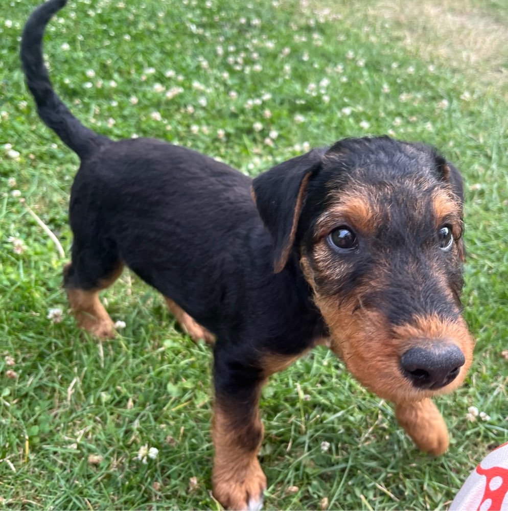 Ersteller:in Welpenfreunde für unseren Airedale Terrier gesucht! Profilbild