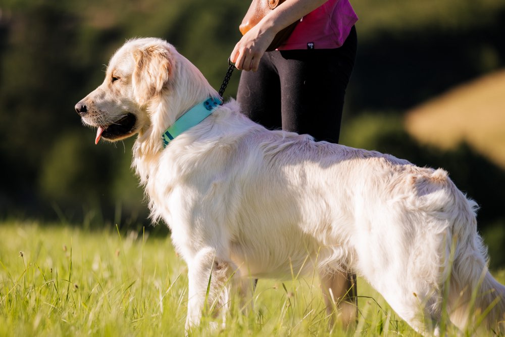 Hundetreffen-Selbstbewusste Hundefreunde (Nähe Lüdenscheid)-Profilbild