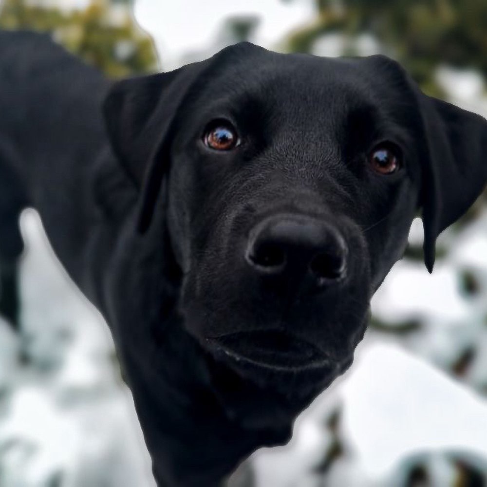 Hundetreffen-Hundetreffen & spielen-Profilbild