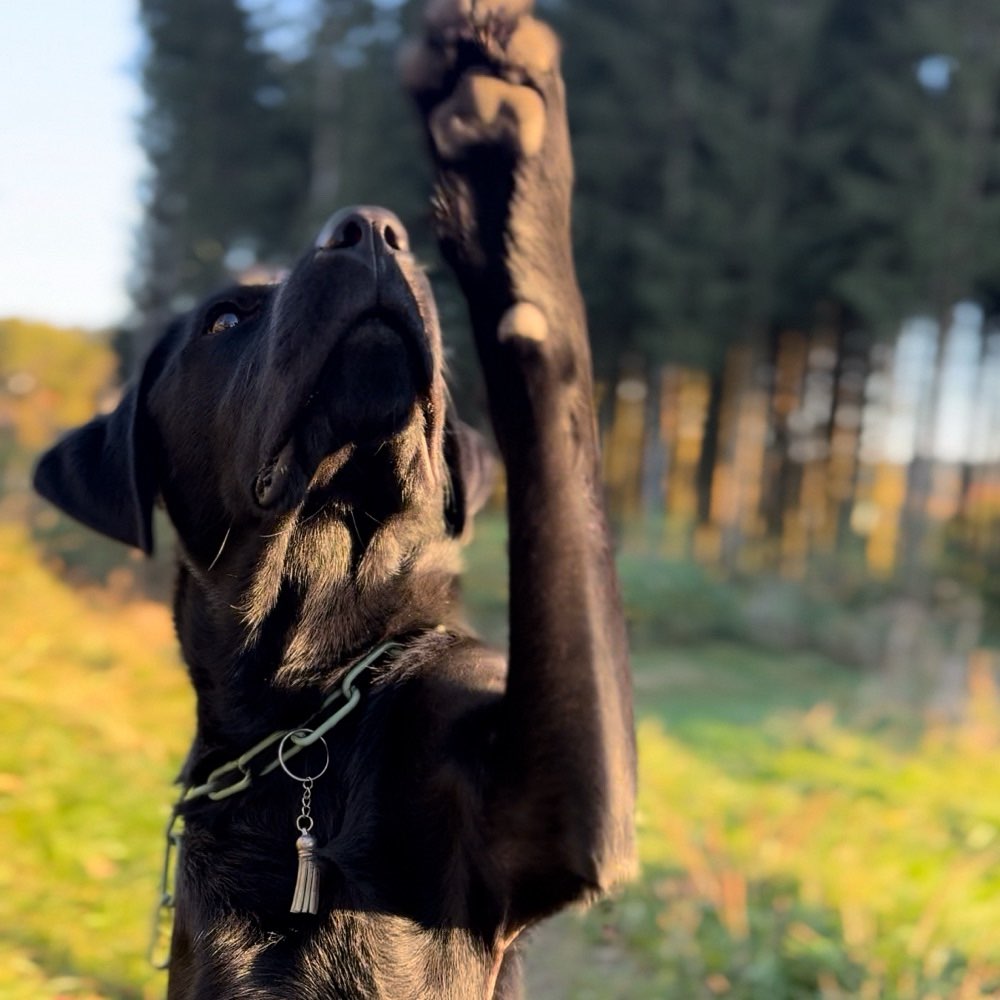 Hundetreffen-Hundetreffen Nähe Lüdenscheid-Profilbild