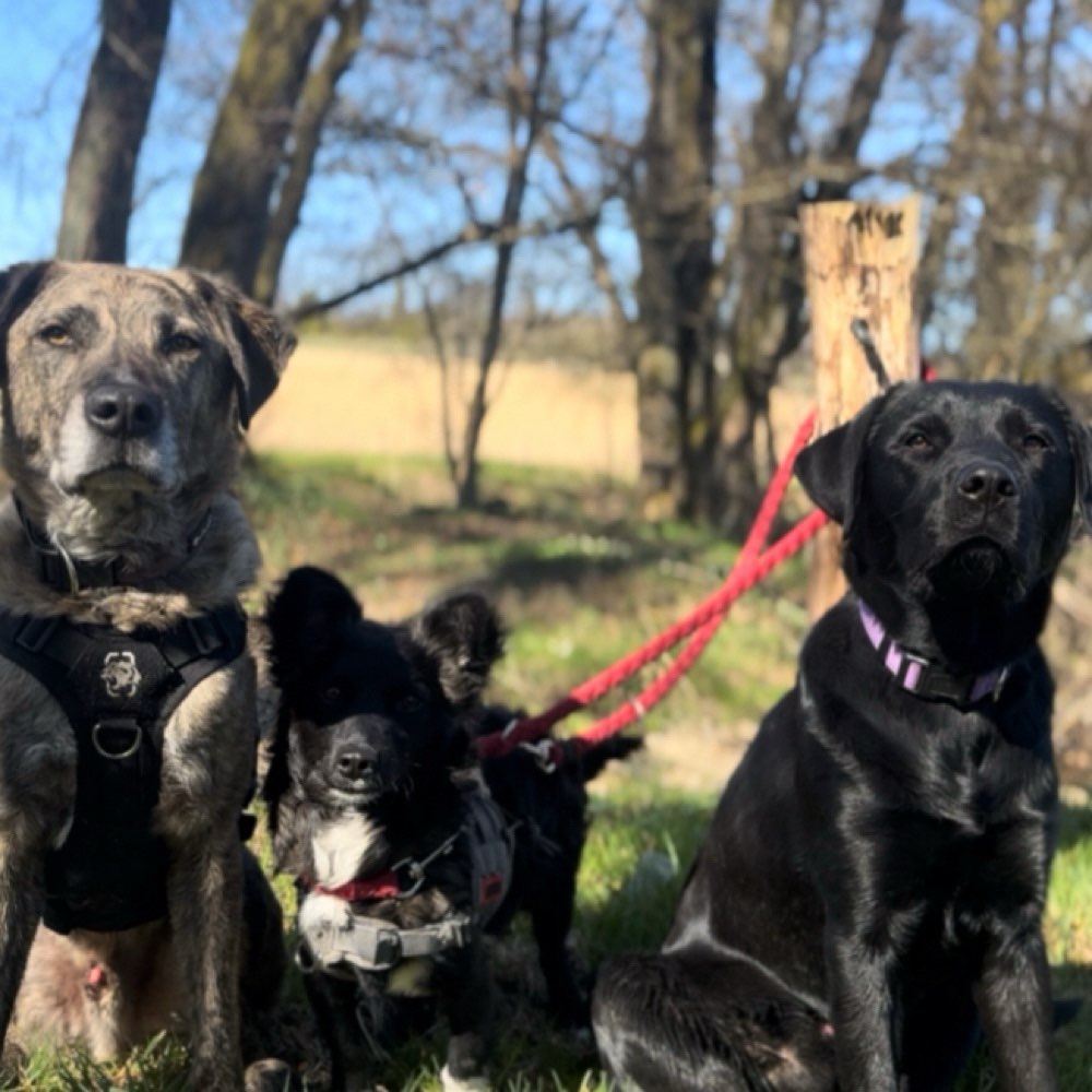 Hundetreffen-Hundefreunde-Profilbild