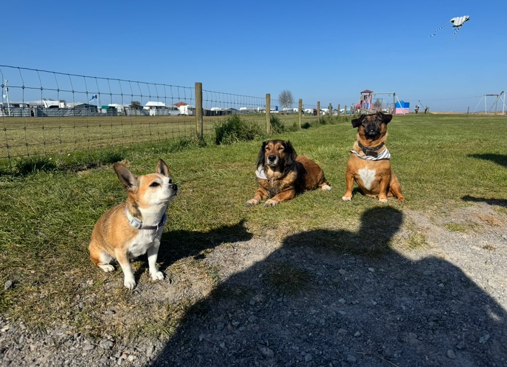 Hundetreffen-Kleine Hundefreunde-Profilbild