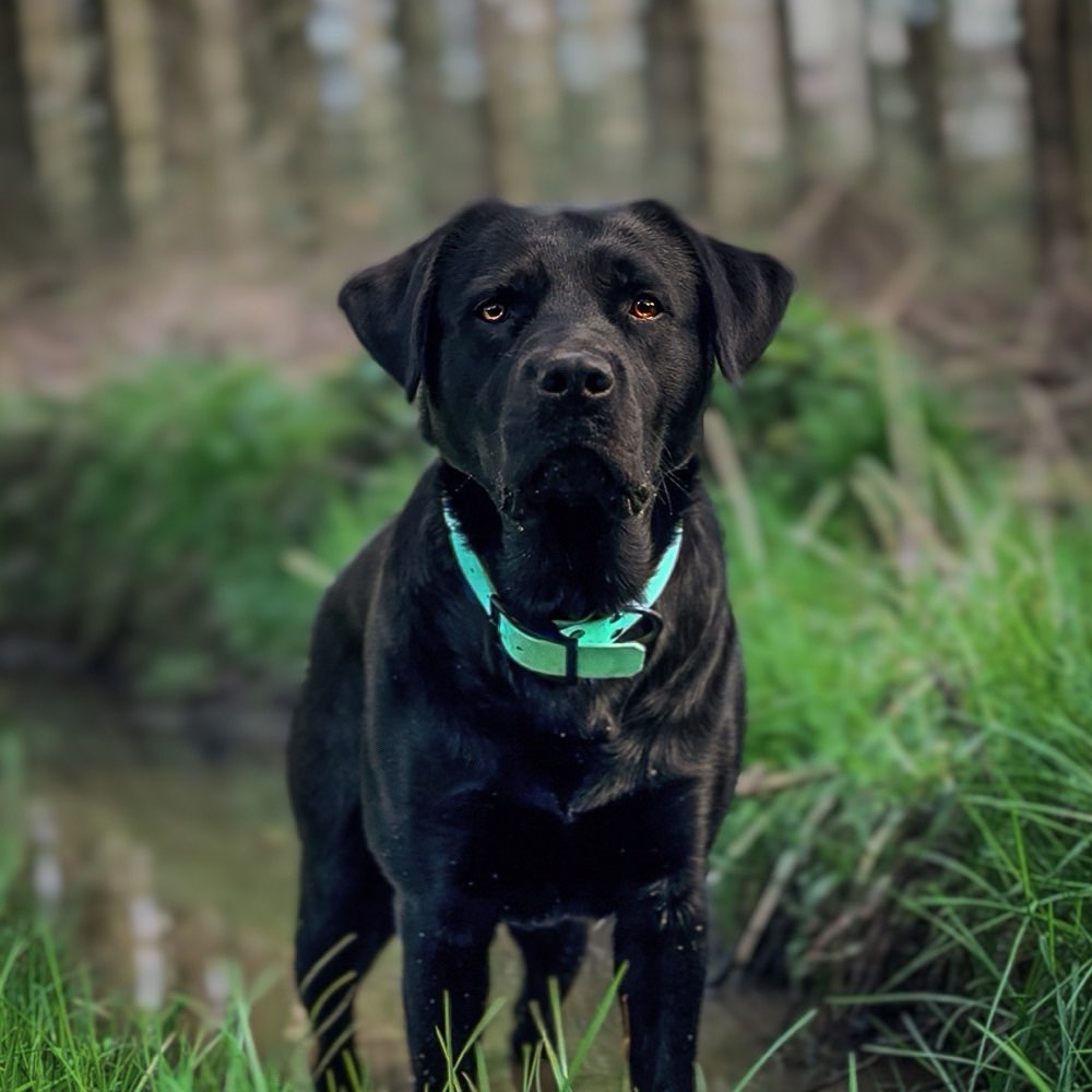 Hundetreffen-Hundefreunde 🐾 gesucht! :)-Profilbild