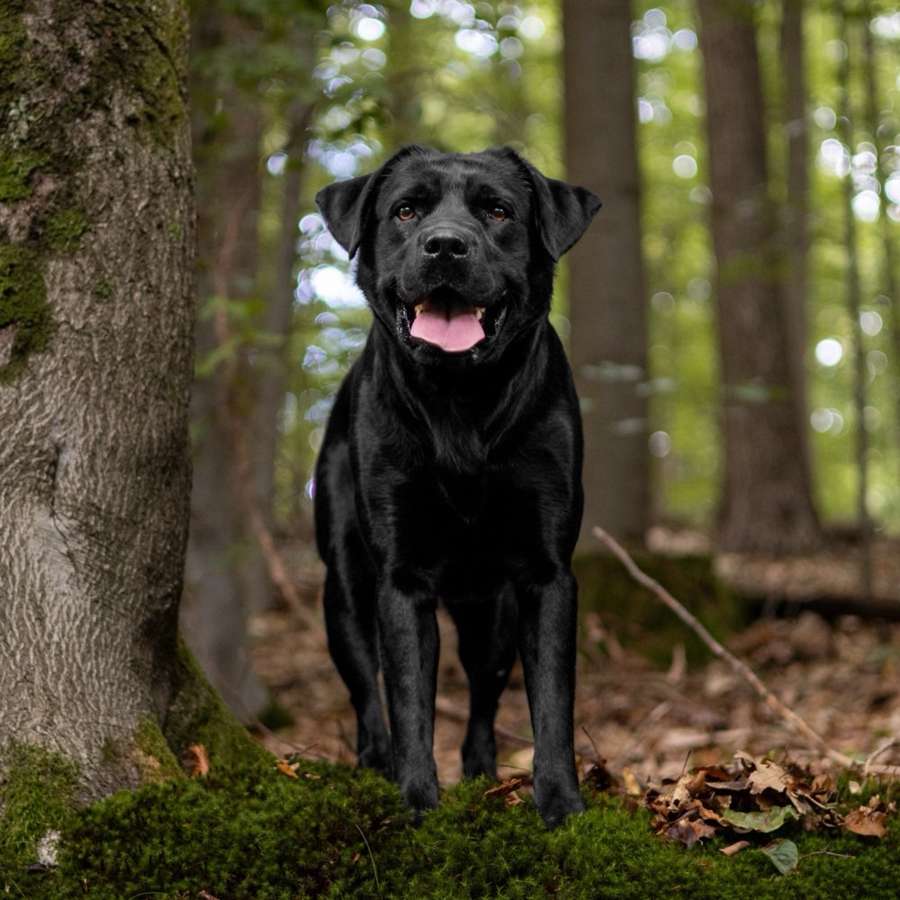 Hundetreffen-Hundefreunde 🐾 gesucht! :)-Profilbild