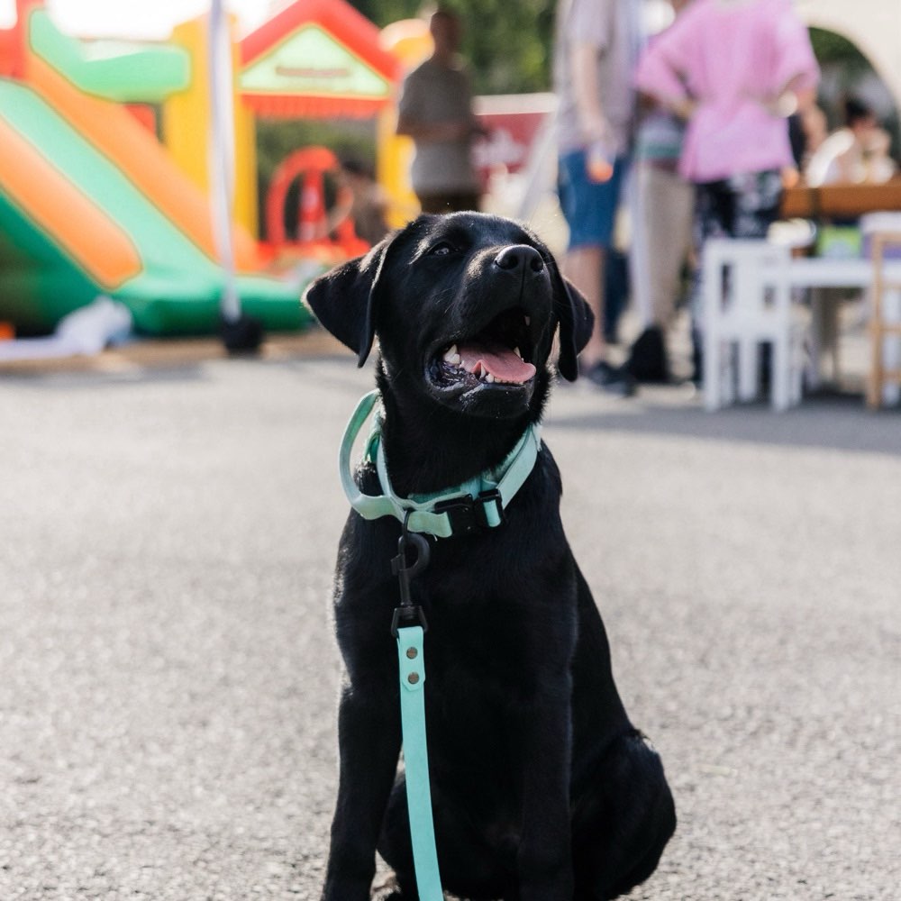 Hundetreffen-Hundetreffen Nähe Lüdenscheid-Profilbild