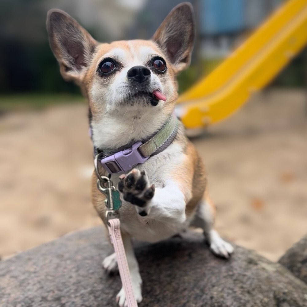 Hundetreffen-Kleine Hundefreunde ✨-Profilbild