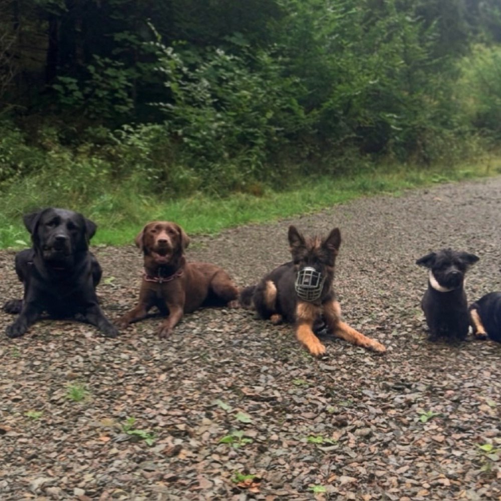 Hundetreffen-Hundegruppe Märkischer Kreis-Profilbild