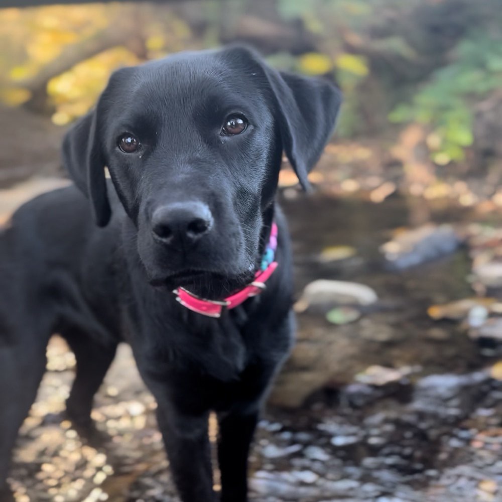 Hundetreffen-Junghundetreffen Nähe Lüdenscheid-Profilbild