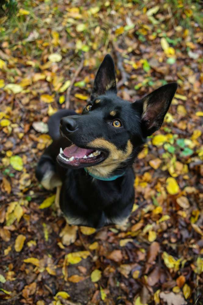 Hundetreffen-Auspowern und Üben-Profilbild