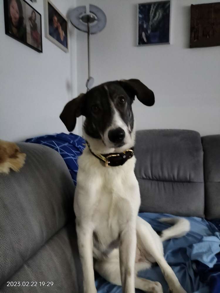 Hundetreffen-Junghundtreffen in Willsbach-Profilbild