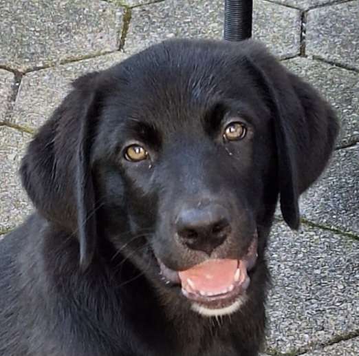 Hundetreffen-Welpentreff Fuhlenbrock-Profilbild