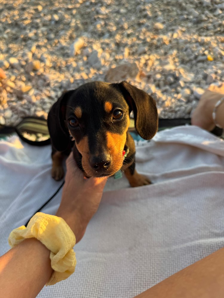 Hundetreffen-Spielkamerad gesucht-Profilbild