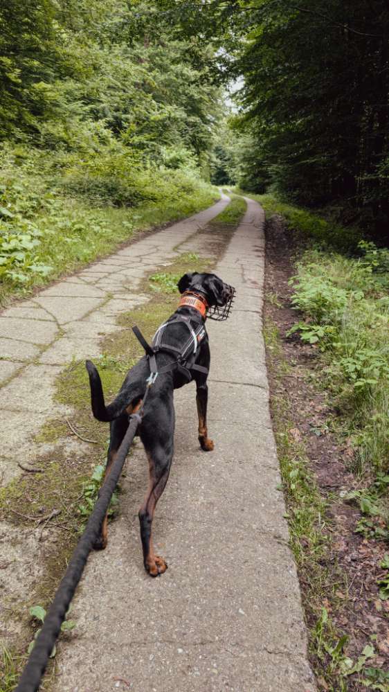 Hundetreffen-Camp Canis Team und Trainingspartner Suche-Profilbild